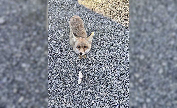 Atış poligonuna bitkin halde gelen tilki “Barut“ polislerle dost oldu