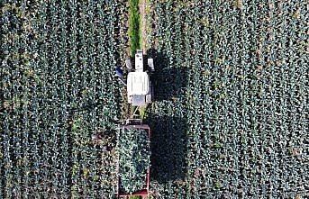 Bafra Ovası'nda brokoli hasadı devam ediyor