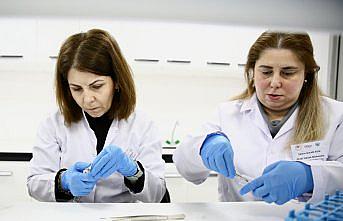 Fındık Araştırma Enstitüsü bu yıl 500 bin samuray arısı üretecek