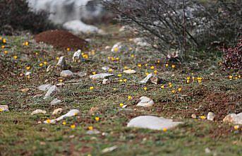 Karabük'te çiğdemler erken çiçek açtı