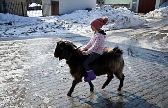 Küçük Ceyda'nın en yakın dostu keçileri