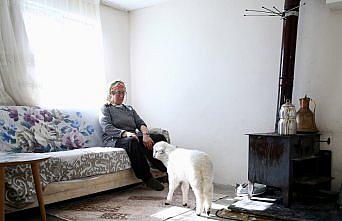 Kuzusunu yanından ayırmayan kadın görme engelli buzağıya da ışık oluyor