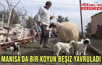 Manisa'da bir koyun beşiz yavruladı