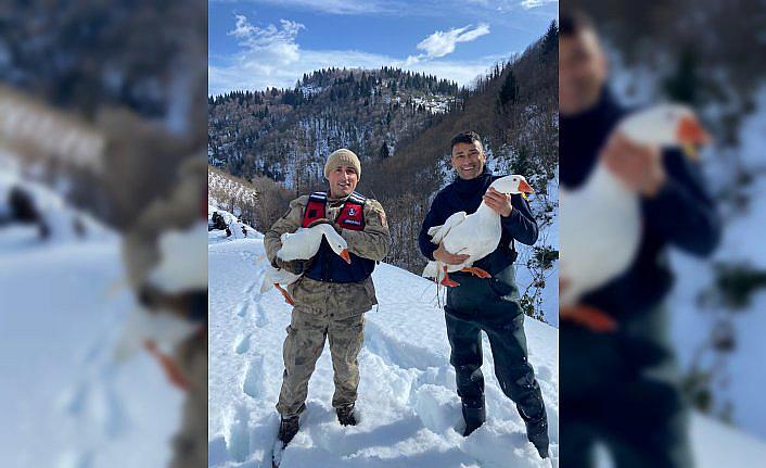 Ordu'da kaybolan kazları jandarma ve itfaiye ekipleri buldu