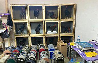 Samsun'da horoz dövüştüren 91 kişiye 1 milyon 55 bin lira ceza verildi