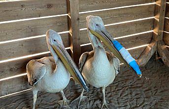 Samsun'da tedavileri tamamlanan pelikanlar doğaya salındı
