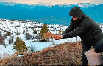 Şebinkarahisar'da kuşlar için yemleme çalışması yapıldı