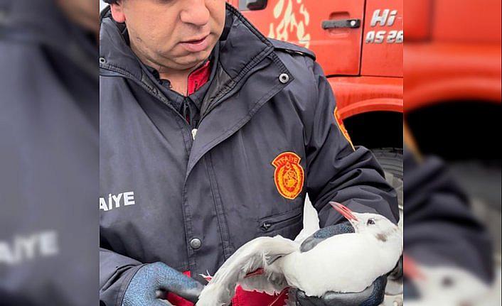 Zonguldak'ta kanadı elektrik teline takılan martı kurtarıldı