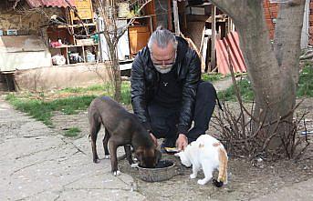 Amasya'da köpek Oskar ile kedi Çiçek'in dostluğu örnek oluyor