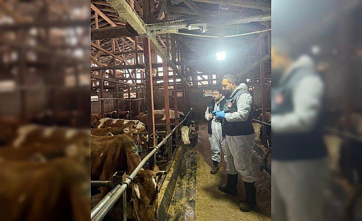 Rize’de ilkbahar şap aşılama çalışmaları başladı