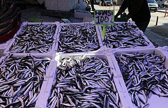 Rize'de istavrit ve hamsinin kilogramı 100 liradan satıldı