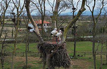 Samsun'da Kızılırmak Deltası'na baharın müjdecisi leylekler gelmeye başladı