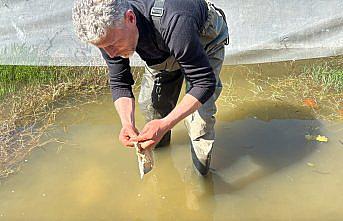 Tıbbi sülük avcılığı için soğuk suyun içinde saatler geçiriyor