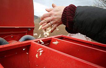 Tokat sarımsağının üretiminin artırılması ve markalaşması için çalışma yürütülüyor
