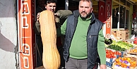 24 Kilogramlık Bal Kabağı İlgi Odağı Oldu