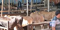 BAFRA KAPALI HAYVAN PAZARINDA KURBANLIK SATIŞLARI BAŞLADI