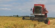 Bafra Ovasında Çeltik Hasadına Başlandı