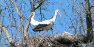BAHARIN MÜJDESİ LEYLEKLER GELDİ