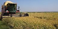 Biçerdöverle Çeltik Hasadı Devam Ediyor