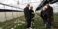 KAYMAKAM ARSLAN KARADENİZ BÖLGESİNİN EN BÜYÜK BLOK ÇİÇEK SERASINI GEZDİ
