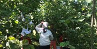 SAMSUN VE İLÇELERİNDE FINDIK TOPLAMA SEZONU BAŞLADI