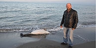 Samsun'da ölü yunus karaya vurdu