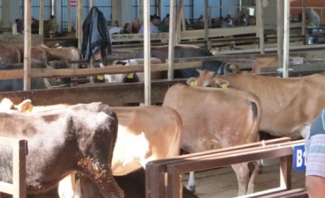 bafra kapali hayvan pazarinda kurbanlik satislari basladi