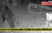 Bafra'da ayı arı kovanlarının çevresinde dolaşırken görüntülendi