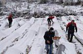 Alaçam'da kar altında çilek hasadı yapıldı