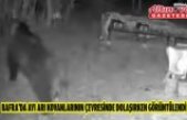 Bafra'da ayı arı kovanlarının çevresinde dolaşırken görüntülendi