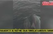Yakakent'te su yüzeyine çıkan yunuslar kameraya yansıdı