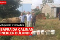 Bafra'da çalınan inekler bulundu