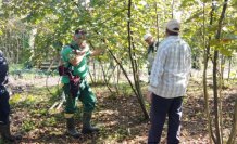 Terme İlçe Tarım ve Orman Müdürlüğü, fındık bahçelerinde bakım ve budama yapıyor