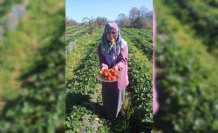 Çiftçi aile aldıkları hibeyle çilek üreterek ürün çeşitliliğini artırdı