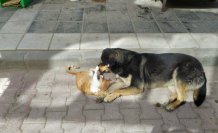 Amasya'da kedi ve köpeğin dostluğu görüntülendi