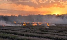 Sam­sun'da tarım ara­zi­sin­de çıkan yan­gın sön­dü­rül­dü