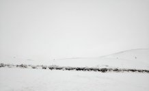 Tokat'ta kar yağışı sonrası çoban sürüsüyle yaylada mahsur kaldı