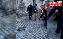 Çorum'da tavuk kümesine giren vaşak yakalandı