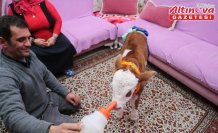 Tokat'ta yeni doğan buzağıya “üşümesin“ diye evde bakıyorlar