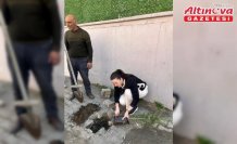 Turhal'da ortaokul bahçesine 14 çam fidanı dikildi