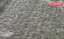 Bolu'da dolu etkili oldu