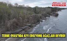 Terme Ovası'nda kıyı erozyonu ağaçları devirdi