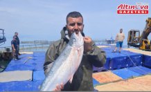 Yakakent'te Türk somonu hasadı başladı