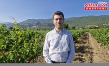 Erbaa narince bağ yaprağından 2 milyar liralık gelir bekleniyor