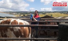 Ladik'te büyükbaş hayvanlara şap aşısı yapıldı