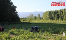 Niksar'da 30 bin ton civarında kuru soğan rekoltesi elde edilmesi bekleniyor
