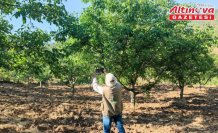 Oğuzlar cevizinde TARSİM hasar tespit çalışmasını tamamladı