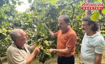 Akçaabat Ziraat Odası Başkanı Eyüpoğlu'dan, fındık hasadında zaman ve teknik uyarısı