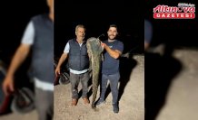 Almus'ta 153 santimetre uzunluğunda 40 kilogramlık yayın balığı avlandı
