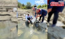 Boyabat'ta 158 bin yavru sazan baraj ve göletlere bırakıldı